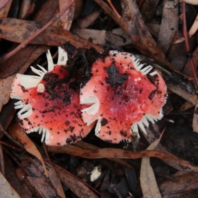 Russula sp. (Russula) at Acton, ACT - 12 Jun 2018 by Alison Milton