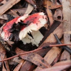 Russula sp. at Acton, ACT - 12 Jun 2018