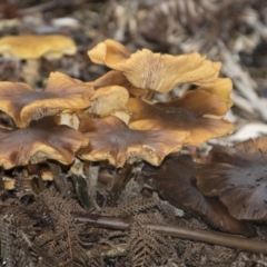 Armillaria sp. (A honey fungus) at Canberra Central, ACT - 12 Jun 2018 by Alison Milton