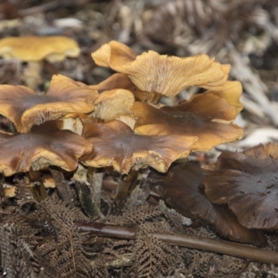 Armillaria sp. (A honey fungus) at ANBG - 12 Jun 2018 by Alison Milton