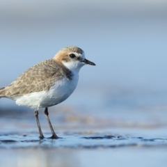 Charadrius ruficapillus (Red-capped Plover) at Undefined - 12 Jun 2018 by Leo