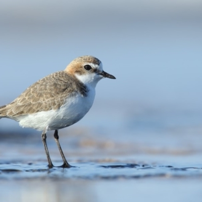Anarhynchus ruficapillus (Red-capped Plover) at Undefined - 12 Jun 2018 by Leo