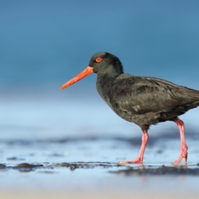 Haematopus fuliginosus (Sooty Oystercatcher) at South Pacific Heathland Reserve - 12 Jun 2018 by Leo