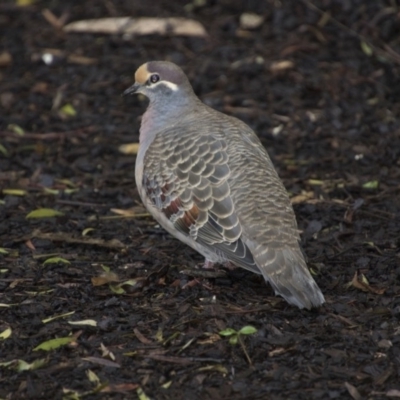 Phaps chalcoptera (Common Bronzewing) at ANBG - 12 Jun 2018 by Alison Milton