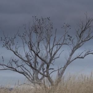 Sturnus vulgaris at Michelago, NSW - 4 Jan 2011