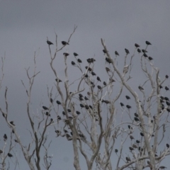 Sturnus vulgaris at Michelago, NSW - 4 Jan 2011