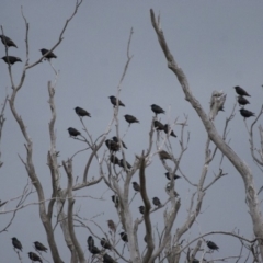 Sturnus vulgaris at Michelago, NSW - 4 Jan 2011