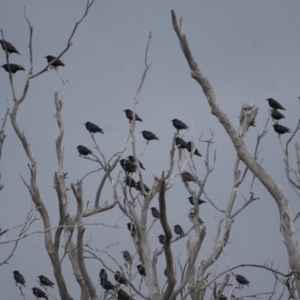 Sturnus vulgaris at Michelago, NSW - 4 Jan 2011 09:40 PM