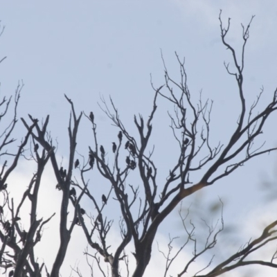 Sturnus vulgaris (Common Starling) at Illilanga & Baroona - 11 Feb 2012 by Illilanga