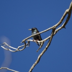 Sturnus vulgaris (Common Starling) at Michelago, NSW - 4 Jun 2012 by Illilanga