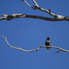 Sturnus vulgaris at Michelago, NSW - 4 Jun 2012 09:21 AM