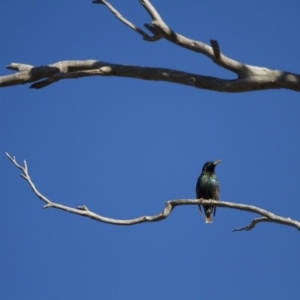 Sturnus vulgaris at Michelago, NSW - 4 Jun 2012 09:21 AM