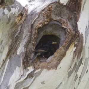 Sturnus vulgaris at Michelago, NSW - 20 Oct 2014