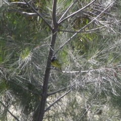 Nesoptilotis leucotis (White-eared Honeyeater) at Michelago, NSW - 2 Apr 2010 by Illilanga