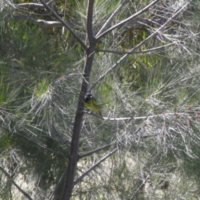 Nesoptilotis leucotis (White-eared Honeyeater) at Illilanga & Baroona - 2 Apr 2010 by Illilanga