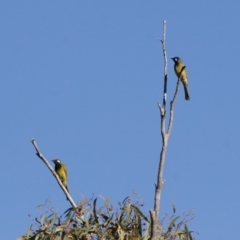 Nesoptilotis leucotis (White-eared Honeyeater) at Michelago, NSW - 13 Apr 2012 by Illilanga