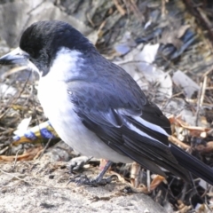 Cracticus torquatus (Grey Butcherbird) at Illilanga & Baroona - 25 Jul 2009 by Illilanga