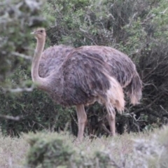 Struthio camelus (Ostrich) at Chakola, NSW - 22 Feb 2017 by MichaelBedingfield