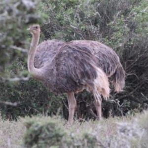 Struthio camelus at Chakola, NSW - 22 Feb 2017 12:00 AM