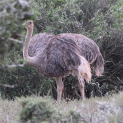 Struthio camelus (Ostrich) at Chakola, NSW - 22 Feb 2017 by MichaelBedingfield