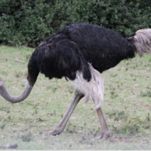 Struthio camelus at Chakola, NSW - 22 Feb 2017