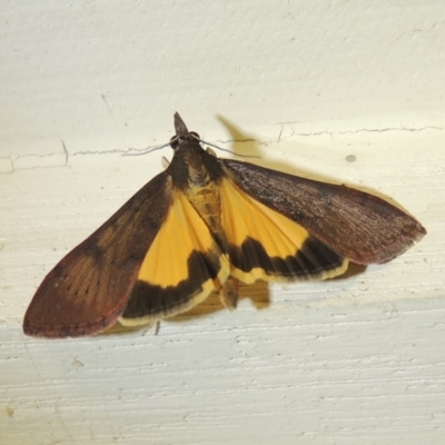 Uresiphita ornithopteralis (Tree Lucerne Moth) at Conder, ACT - 8 Dec 2017 by michaelb