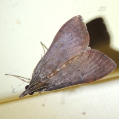 Uresiphita ornithopteralis at Conder, ACT - 9 Dec 2017 12:51 AM