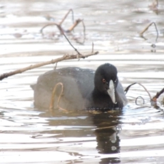 Fulica atra (Eurasian Coot) at Campbell, ACT - 28 May 2018 by MichaelBedingfield