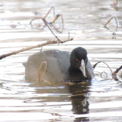 Fulica atra (Eurasian Coot) at Campbell, ACT - 28 May 2018 by michaelb