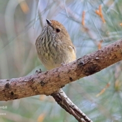 Acanthiza pusilla (Brown Thornbill) at Kings Point, NSW - 9 May 2016 by Charles Dove
