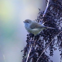 Acanthiza pusilla (Brown Thornbill) at McDonald State Forest - 12 May 2016 by CharlesDove