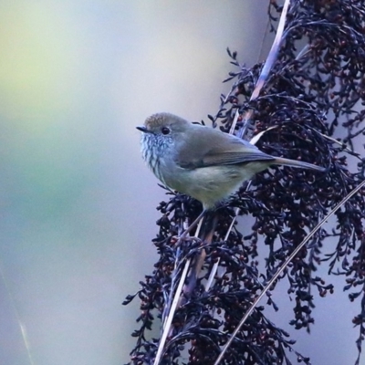 Acanthiza pusilla (Brown Thornbill) at McDonald State Forest - 11 May 2016 by Charles Dove