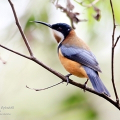 Acanthorhynchus tenuirostris (Eastern Spinebill) at Burrill Lake, NSW - 8 May 2016 by Charles Dove