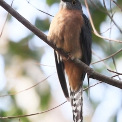 Cacomantis flabelliformis (Fan-tailed Cuckoo) at Kings Point, NSW - 11 May 2016 by Charles Dove