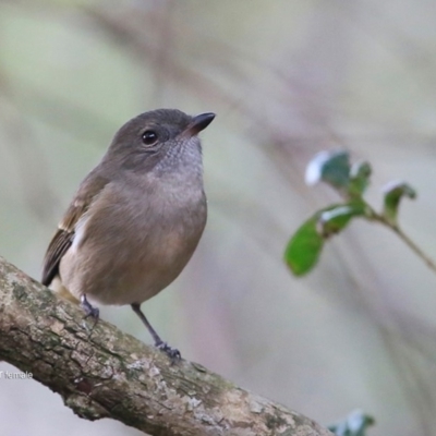 Pachycephala pectoralis (Golden Whistler) at Undefined - 14 May 2016 by CharlesDove