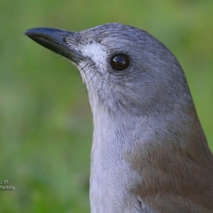 Colluricincla harmonica at South Pacific Heathland Reserve - 12 May 2016 12:00 AM