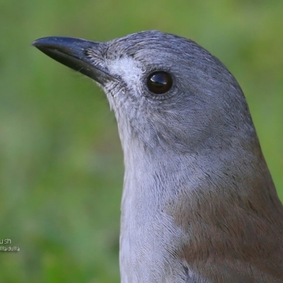 Colluricincla harmonica (Grey Shrikethrush) at South Pacific Heathland Reserve - 11 May 2016 by Charles Dove