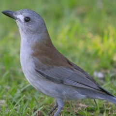 Colluricincla harmonica at South Pacific Heathland Reserve - 12 May 2016 12:00 AM