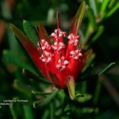 Lambertia formosa (Mountain Devil) at South Pacific Heathland Reserve - 11 May 2016 by CharlesDove