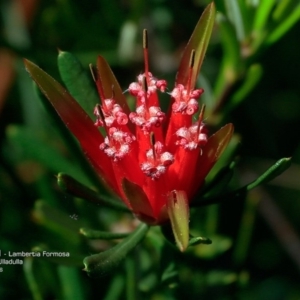 Lambertia formosa at South Pacific Heathland Reserve - 11 May 2016 12:00 AM