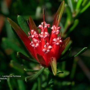 Lambertia formosa at South Pacific Heathland Reserve - 11 May 2016