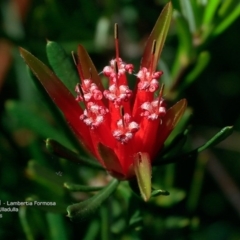Lambertia formosa (Mountain Devil) at South Pacific Heathland Reserve - 10 May 2016 by Charles Dove