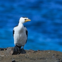 Microcarbo melanoleucos (Little Pied Cormorant) at Undefined - 13 May 2016 by Charles Dove