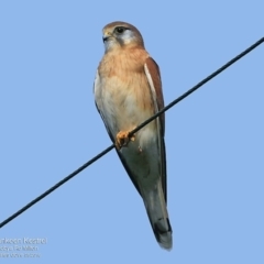 Falco cenchroides (Nankeen Kestrel) at Croobyar, NSW - 8 May 2016 by Charles Dove