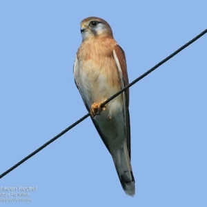 Falco cenchroides at Croobyar, NSW - 9 May 2016