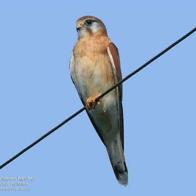 Falco cenchroides (Nankeen Kestrel) at Croobyar, NSW - 9 May 2016 by CharlesDove