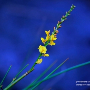 Viminaria juncea at South Pacific Heathland Reserve - 11 May 2016 12:00 AM