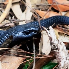 Pseudechis porphyriacus (Red-bellied Black Snake) at McDonald State Forest - 8 May 2016 by Charles Dove