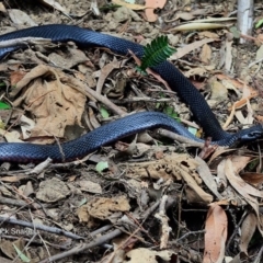 Pseudechis porphyriacus at McDonald State Forest - 9 May 2016