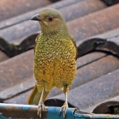 Ptilonorhynchus violaceus (Satin Bowerbird) at Undefined - 13 May 2016 by Charles Dove